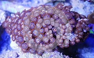 Orange Zoanthid Coral