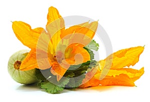 Orange zucchini flower