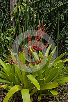 orangeade bromeliad - Aechmea blanchetiana