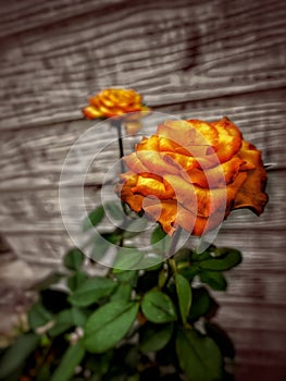 #orangecolor #rosegold #roses #woodenbackground #vintage #vintagestyle #tropicalflowers #flowers #flower