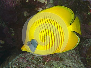 Orangeface butterflyfish