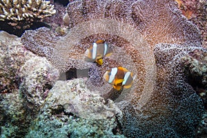 Orangefin Anemonefish