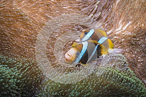 Orangefin Anemonefish