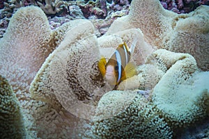 Orangefin Anemonefish photo