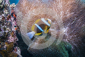 Orangefin Anemonefish photo