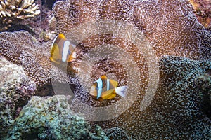 Orangefin Anemonefish photo