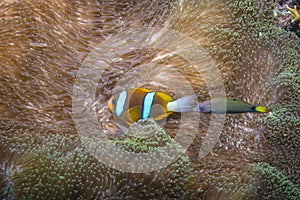 Orangefin Anemonefish and Wrasse
