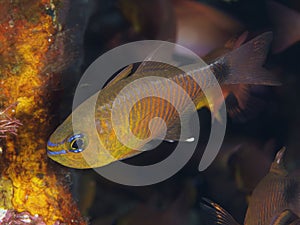 Orangelined cardinalfish