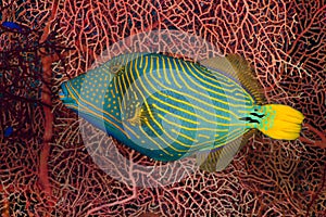 Orangelined triggerfish photo