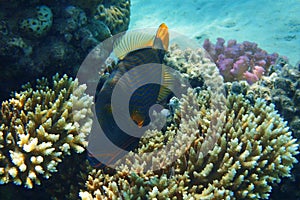 Orangelined triggerfish Balistapus undulatus fish