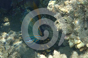 Orangelined triggerfish Balistapus undulatus fish