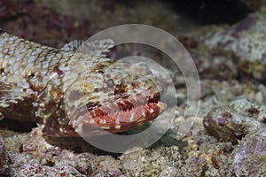 Orangemouth Lizardfish