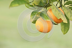 Oranges