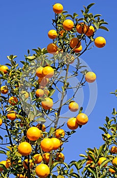 Oranges