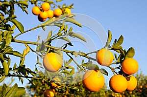 Oranges