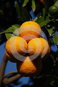Oranges