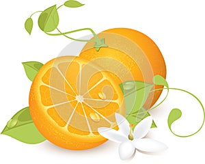 Oranges