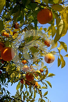 Oranges