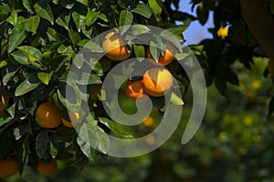 Oranges