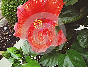 Oranges Big peddled flower with bright green leafs in a garden