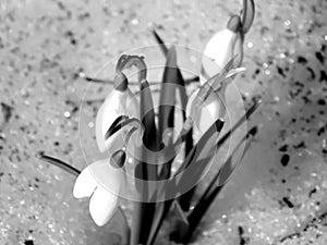 Oranges on a black and white image