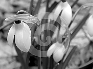 Oranges on a black and white image