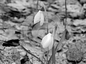 Oranges on a black and white image