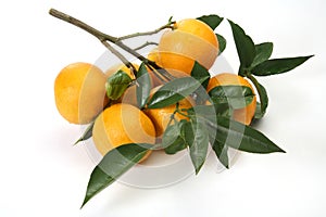 Oranges on branch