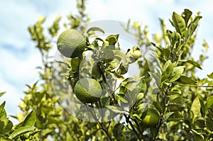 Oranges on a branch