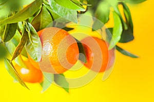 Oranges on a branch. Citrus fruits growing on tree. Isolated on a white