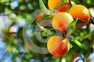 oranges branch with green leaves