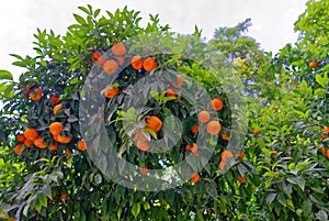 oranges in the central park of athens