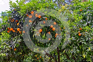 oranges in the central park of athens