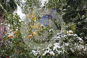 Oranges covered snow.