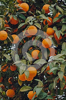 Oranges on decorative orange trees on a street in Seville, Spain