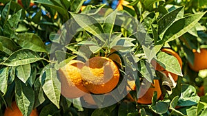 Oranges in Ephesus, Turkey