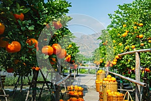 Oranges fresh mandarin orange plantation