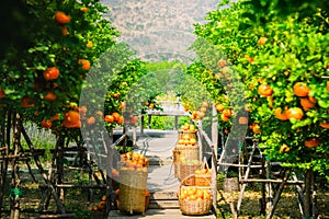 Oranges fresh mandarin orange plantation