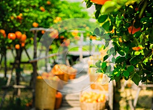 Oranges fresh mandarin orange plantation