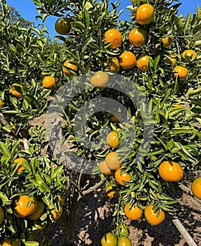 Oranges, fruit, Sai Nam Phueng oranges, Thai fruits