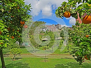 Oranges garden in the Botanical Garden of Napoli Naples, Italy.