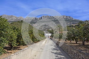 Oranges groves in southern Spain