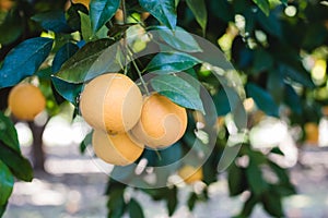 Oranges grow on a tree, many oranges hang on trees, orange grove, organic farm.