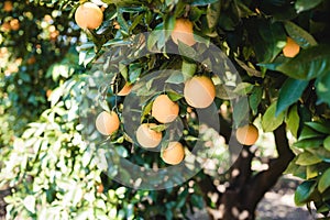 Oranges grow on a tree, many oranges hang on trees, orange grove, organic farm.