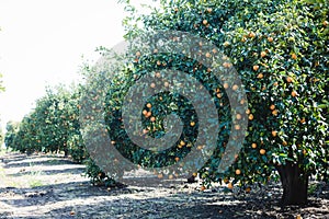 Pomeranče růst na strom mnoho pomeranče zavěsit na stromy oranžový háj 