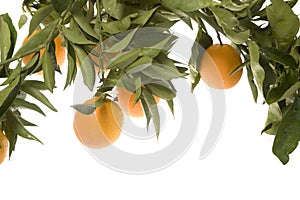 Oranges growing in cluster