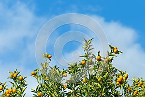 Oranges hanging tree with cloud and blue sky.