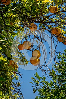 Oranges in the jardines, royal garden of the Alcazar de los Reyes Cristianos, Cordoba, Spain, Europe
