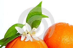 Oranges with orange blossom flowers on white