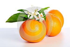 Oranges with orange blossom flowers on white